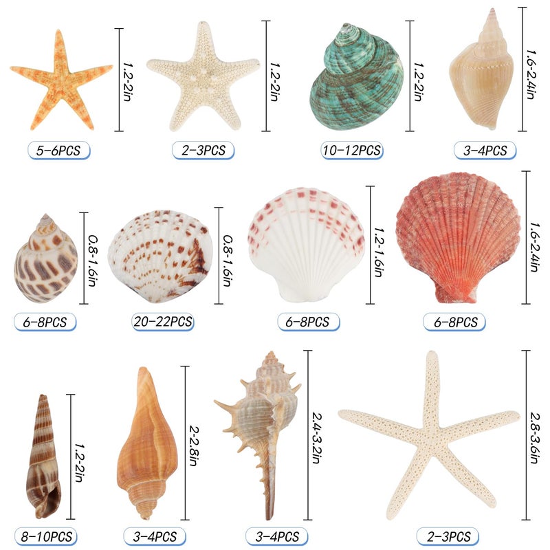 Jangostor Sea Shells Mixed Ocean Seashells  1.2""-3.5"" Various Sizes Beach Seashells and Natural Starfish for Vase Fillers Fish Tank Beach Themed Party Home Wedding Decorations DIY Crafts - Image 2